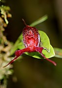 Masdevallia heteroptera