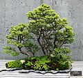 Bonsai