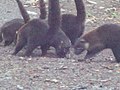 Manada de coatíes (llamados pizotes) en la ruta de Varablanca camino al volcán Poás.