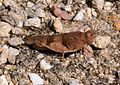 * Nomination Blue-winged grasshopper. --Quartl 18:40, 11 August 2010 (UTC) * Promotion good for the size --Ianare 00:51, 12 August 2010 (UTC)