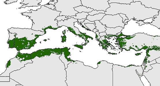 Distribución potencial del olivo en la cuenca del Mediterráneo[24]​