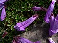 Penstemon davidsonii