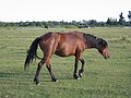 Horses in Pitsunda Peninsula