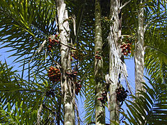 Pupunha (Bactris gasipaes) 6.jpg