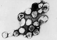 Het pleiomorfe rubellavirus