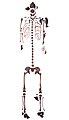 Skelettteile der Moorleiche Mädchen aus dem Uchter Moor