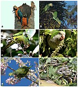 Some of the species of Psittaciformes that occur in the wild in Puerto Rico, and Hurricane Maria-related mortality.jpg