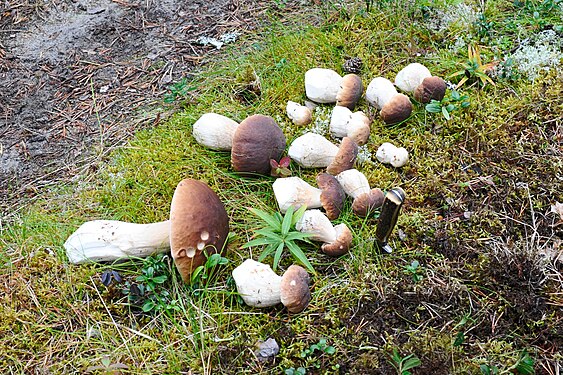 Some porcini mushrooms