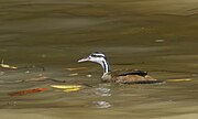 日鷉（Heliornis fulica），分布于美洲