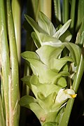 Turmeric inflorescence.jpg