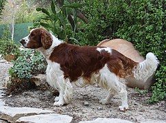 Springer spaniel galés