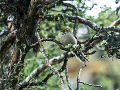 White-browed Tit-Spinetail - Leptasthenura xenothorax.jpg