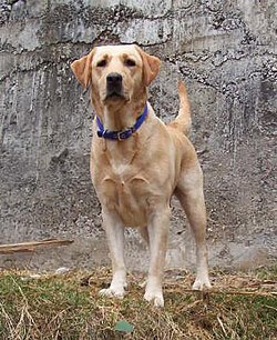 Saikung Labrador Retriever