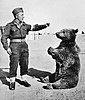 Wojtek (bear)