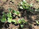 Young bok choy plants in garden