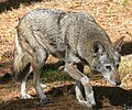 Red Wolf at Chehaw, Albany, Georgia.