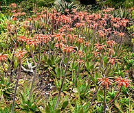 Aloe maculata.