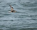 Non-breeding plumage; Assateague National Seashore, Maryland