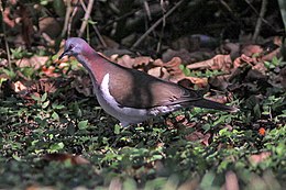 Leptotila jamaicensis