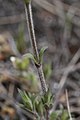 Cerastium arvense