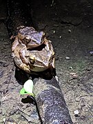 Common Southeast Asian Tree Frog imported from iNaturalist photo 54292782 on 9 July 2023.jpg