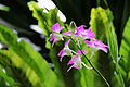 Dendrobium hybrid