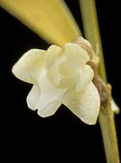 Dendrobium lamelluliferum