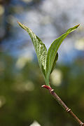 Flowering Dogwood (Cornus florida)