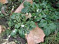 Francoa appendiculata