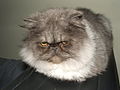 Persian cat Ettore/1