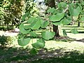 Ginkgo (Ginkgo biloba) leaves