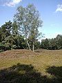 Hügelgräberfeld in der Goldbecker Heide.