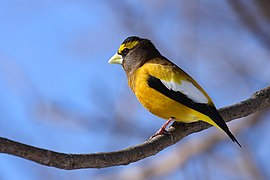 Gros-bec errant (Hesperiphona vespertina)