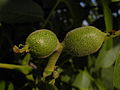 Fruit in an early state