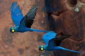 Lear's macaw, endemic to Raso da Catarina, Bahia.
