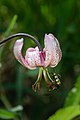 5. Turbánliliom (Lilium martagon) virágán tarkacsápú karcsúcincér (Ruptela maculata) (Ötschergräben, Ötscher-Tormäuer Természeti Park, Alsó-Ausztria) (javítás)/(csere)