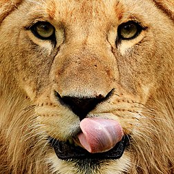 Detalhe de um leão jovem (Panthera leo) no zoológico Hellabrunn, Munique, Alemanha. (definição 1 969 × 1 969)