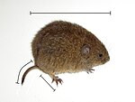 lat. Microtus arvalis çöl siçanı