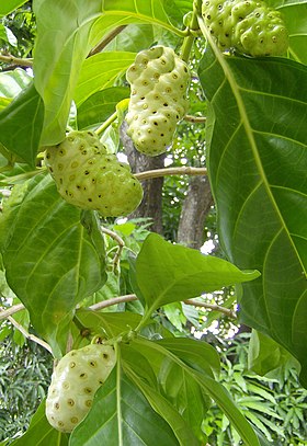 Folhas e frutos da Morinda citrifolia