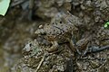 Occidozyga magnapustulosa, Pearl-tipped pustuled puddle frog - Phu Kradueng National Park