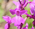 Orchis mascula