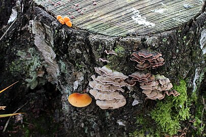 Onbekende paddenstoel in Vught (8 november)