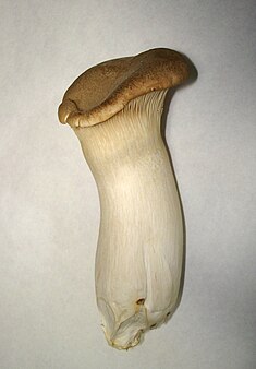 Pleurotus eryngii