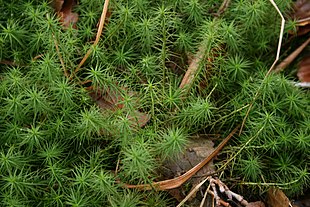 Almindelig Jomfruhår (Polytrichum commune)