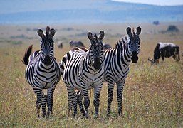 Zebra in the Masai Mara, Kenya.