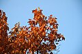 Autumn leaves; Marki, Poland
