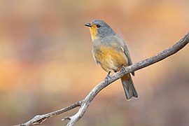 Red-lored Whistler 0A2A8896