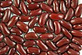 Haricot commun « kidney bean ».