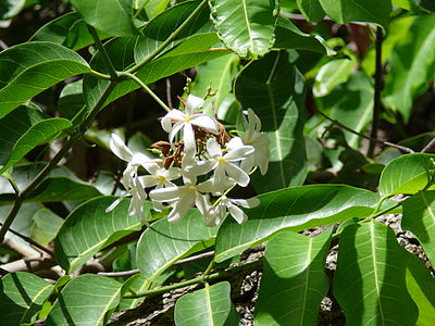 Saba senegalensis