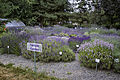 Lost Mountain Lavender Farm (19 July).